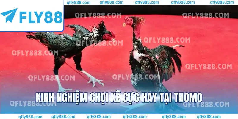 Kinh nghiệm chọi kê cực hay tại Thomo