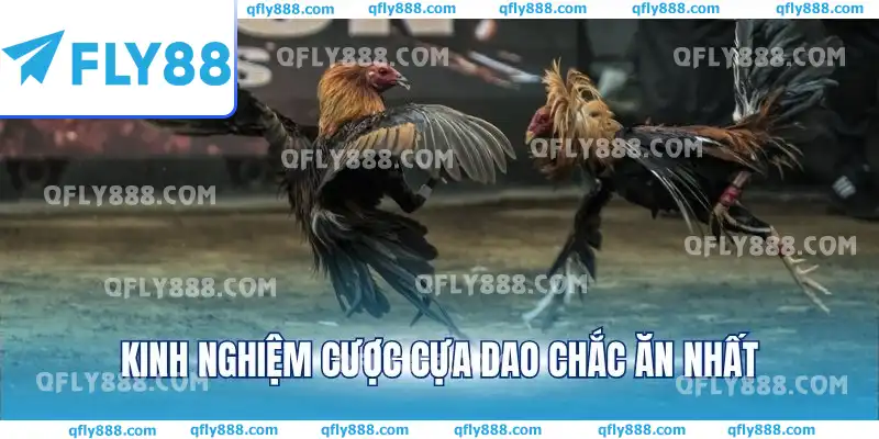 Kinh nghiệm cược cựa dao chắc ăn nhất