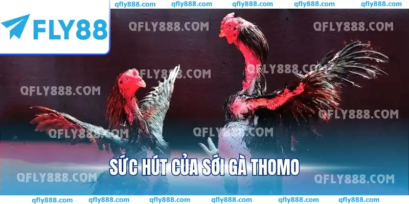 Sức hút của sới gà Thomo